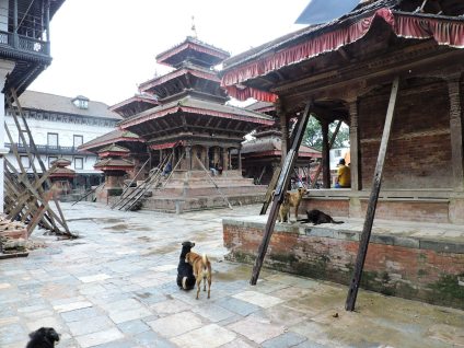 dogs have taken the place of visitors